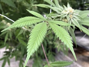 This April 6, 2018 file photo shows the leaves of a marijuana plant inside Ultra Health's cultivation greenhouse in Bernalillo, N.M.