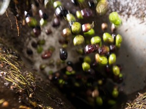 Freshly-picked olives fall into an olive oil press at the Herdade do Esporão winery and olive groves in Monsaraz, in the Alentejo region of Portugal, on Dec. 5 2018. (Bryan Passifiume/Toronto Sun)