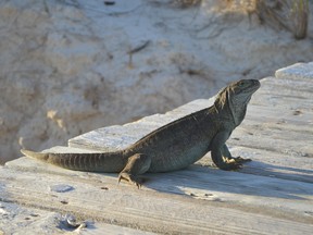 An iguana walks along the dock at the Iguana Island Litter Water Cay Nature Reserve in Turks and Caicos. You can visit the reserve by boat during one of the excursions offered by Club Med Turkoise. (Sarah Doktor/Postmedia Network)