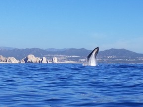 Humpback whales were breaching in fine form during our coastal excursion in Cabos San Lucas. (IAN SHANTZ/TORONTO SUN)