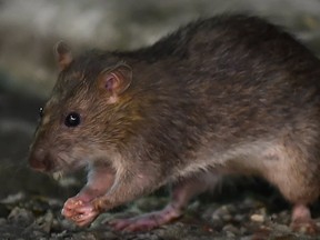 A rat (AFP)