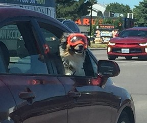 Iran also wants to ban dogs from riding in cars. POSTMEDIA