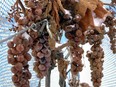 Icewine grapes await harvest in Ontario. (Toronto Sun files)