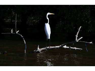 Birds rest in the mangroves of the Tres Palos Lagoon in Acapulco on Friday December 7, 2018, in Mexico. Veronica Henri/Toronto Sun/Postmedia Network