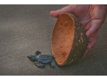 Baby sea turtles are released into the Pacific ocean in Acapulco on Friday December 7, 2018, in Mexico. Veronica Henri/Toronto Sun/Postmedia Network