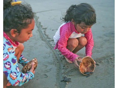 Baby sea turtles are released as the sun sets on the beach in Acapulco. Veronica Henri/Toronto Sun