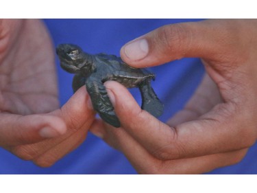 Baby sea turtles are released on Friday December 7, 2018, in Mexico. Veronica Henri/Toronto Sun/Postmedia Network