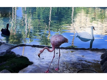 Various birds including a pink flamingo on Friday December 7, 2018, in Acapulco Mexico. Veronica Henri/Toronto Sun/Postmedia Network