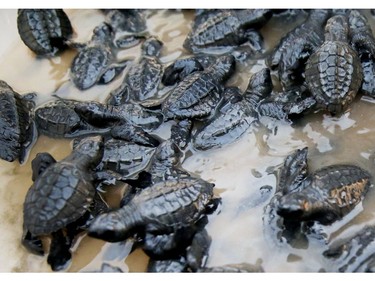 Sea turtles are ready to be released into the ocean on  Friday December 7, 2018. Veronica Henri/Toronto Sun/Postmedia Network