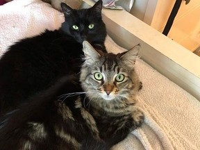 Louise and Tina (black cat) (Instagram)