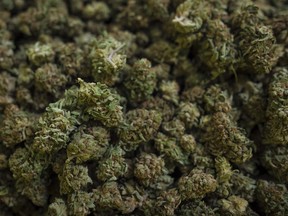 Cannabis harvested at the CannTrust Niagara Greenhouse Facility in Fenwick, Ont., is photographed on June 26, 2018.