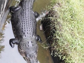 Merry the crocodile reportedly ate a scientist, 44, alive while she was feeding him.