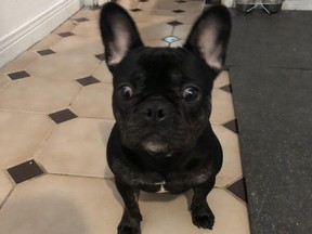 Luna is pregnant and was recently kicked repeatedly by home invaders. (supplied photo)
