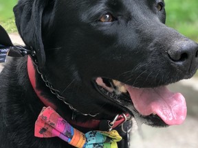 Psychiatric service dog Lily saved Max Denley's life, now he's hoping to return the favour by raising enough money to help the seven-year-old Labrador fight cancer. (GoFundMe)