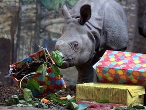 Greater one-horned rhino calf Kiran celebrates his first birthday with his mom Ashakiran at the Toronto Zoo on Jan. 4, 2019. (Dave Abel/Toronto Sun/)