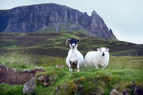 As you drive around the Trotternish Peninsula on the Isle of Skye, you may encounter more sheep than people. (Cameron Hewitt photo)