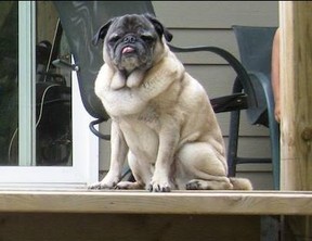 Not me. A U.S. company has introduced DNA testing for dog poo to catch fecal scofflaws.