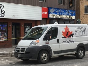 A wildlife van outside the Atria in downtown Oshawa where a deer smashed through the front window. KEVIN HANN/ TORONTO SUN