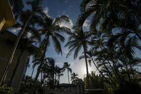 Palm trees form a canopy on the grounds of ‘Tween Waters Inn Island Resort in the Gulf of Mexico on Captiva Island. Ernest Doroszuk/Toronto Sun