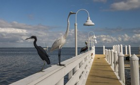 Local birds perch on the dock at McCarthy’s Marina following a cruise with Capt. Brian Holaway on Captiva Island. Ernest Doroszuk/Toronto Sun