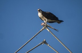 An osprey feasts on its catch on Captiva Island in Florida. Ernest Doroszuk/Toronto Sun