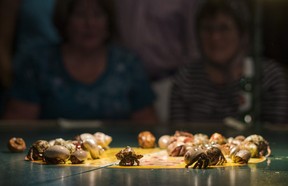 Racing hermit crabs are a part of the nighttime entertainment at Crow’s Nest Bar & Grille at Tween Waters Inn Island Resort on Captiva Island. Ernest Doroszuk/Toronto Sun