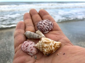 Some seashell bounty along Captiva Island  - part of the area described as the sea shelling capital of the world - along the Gulf of Mexico in Florida. Ernest Doroszuk/Toronto Sun
