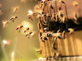 A swarm of bees fatally attacked three dogs in Arizona, fire officials said.