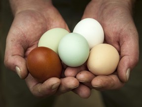 Murray's Farm Butcher Shoppe has heritage chickens, not used in large-scale commercial farming, which are pasture-raised and offer a variety of egg shell colours.