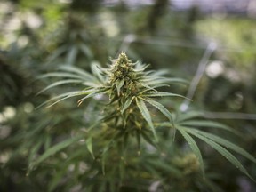 A cannabis plant approaching maturity is photographed in Fenwick, Ont., on Tuesday, June 26, 2018. High Tide Inc. says it has signed a letter of intent with a winner of one of the opportunities to apply for a licence to operate a cannabis store in Ontario. THE CANADIAN PRESS/ Tijana Martin