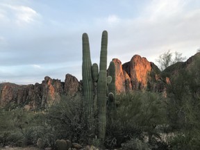 The Saguaro Lake Ranch, which is in the Tonto National Park, has majestic views of the Goldfield Mountains and has Saguaro Cactus that define the Sonoran Desert throughout the property. (Kim Pemberton photo)
