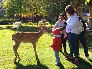 Deer freely roam the grounds of the lavish estate known as Mezhyhirya Residence, where former Ukrainian president Viktor Yanukovych lived with his mistress until his ouster in 2014. (Chris Doucette/Toronto Sun/Postmedia Network)