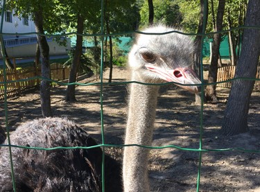 The lavish estate, known as Mezhyhirya Residence, where former Ukrainian president Viktor Yanukovych lived with his mistress until his ouster in 2014, includes a petting zoo with ostriches. (Chris Doucette/Toronto Sun/Postmedia Network)