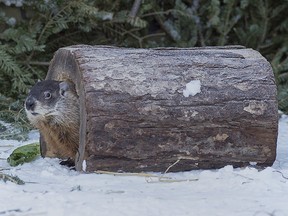 Shubenacadie Sam looks around after emerging from his burrow at the wildlife park in Shubenacadie, N.S. on Saturday, Feb. 2, 2019.