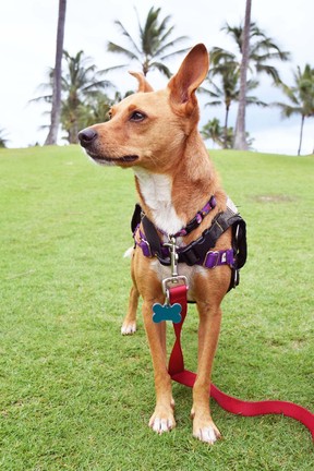 Travel writer Steve MacNaull and his wife, Kerry, borrowed Simba from the Kauai Humane Society for a half-day of hiking, hanging out at the beach and napping on a poolside lounge chair. (Steve MacNaull)