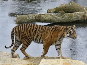 In this Wednesday, March 27, 2013 file photo, Melati a female Sumatran Tiger walks past her frozen pool, at London Zoo. (AP Photo/Kirsty Wigglesworth, file)