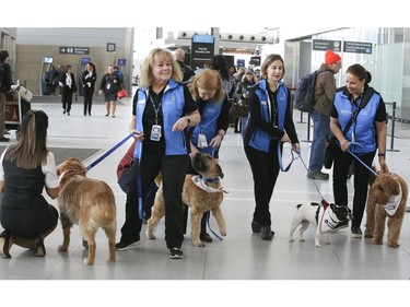 Passengers at Toronto Pearson International Airport are greeted by St. John Ambulance Therapy Dogs on Friday February 22, 2019. Veronica Henri/Toronto Sun/Postmedia Network