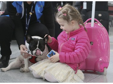 Passenger Laurne Schindler, 4,  at Toronto Pearson International Airport  St. John Ambulance Therapy Dogs greet travellers on Friday February 22, 2019. Veronica Henri/Toronto Sun/Postmedia Network