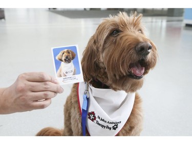 Passengers are  at Toronto Pearson International Airport are greeted by St. John Ambulance Therapy Dogs on Friday February 22, 2019.  Each dog has their own business card that is handed out to travellers. Veronica Henri/Toronto Sun/Postmedia Network
