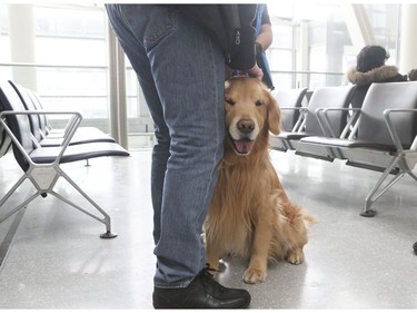 Passengers at Toronto Pearson International Airport are greeted by St. John Ambulance Therapy Dogs on Friday February 22, 2019. Veronica Henri/Toronto Sun/Postmedia Network