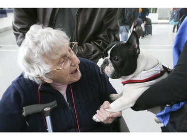 Passenger Anne Crouse  with Daisy at Toronto Pearson International Airport .  St. John Ambulance Therapy Dogs welcome travellers on Friday February 22, 2019. Veronica Henri/Toronto Sun/Postmedia Network