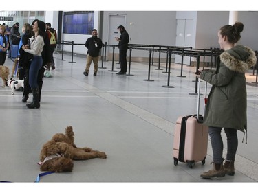 Passengers at Toronto Pearson International Airport are greeted by St. John Ambulance Therapy Dogs on Saturday February 23, 2019. Veronica Henri/Toronto Sun/Postmedia Network
