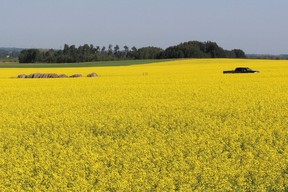 A truck drives through a canola field near Olds, Alta. on July 22, 2017. (Vincent McDermott/Fort McMurray Today/Postmedia)