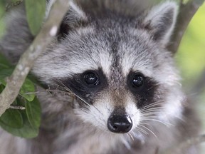 A raccoon peers down from a tree at Bill Baggs Cape Florida State Park, Wednesday, Jan. 14, 2015 in Key Biscayne, Fla.