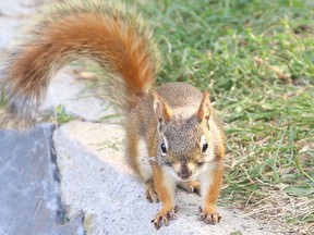 Prince Charles loves red squirrels like the one, seen in this file photo. (Gino Donato/Sudbury Star/Postmedia Network)