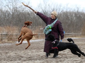 Irene Hyland plays with dogs at Marie Curtis Park on March 15, 2019. (Dave Abel, Toronto Sun)