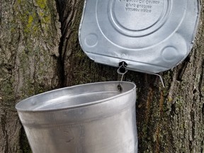 A sap bucket is displayed at the Bronte Creek Maple Syrup Festival. (IAN SHANTZ/TORONTO SUN)
