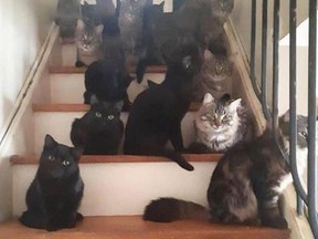 More than 120 cats were seized from a Toronto home. (INSTAGRAM)