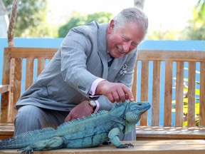 Charles, Prince Of Wales, likes red squirrels but apparently he's also fond of other animals. His Royal Highness is seen here stroking a blue iguana called Peter at the Queen Elizabeth II Royal Botanic Park on March 28, 2019 in Grand Cayman, Cayman Islands. (Chris Jackson-WPA Pool/Getty Images)