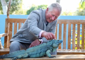 Charles, Prince Of Wales, likes red squirrels but apparently he’s also fond of other animals. His Royal Highness is seen here stroking a blue iguana called Peter at the Queen Elizabeth II Royal Botanic Park on March 28, 2019 in Grand Cayman, Cayman Islands. (Chris Jackson-WPA Pool/Getty Images)